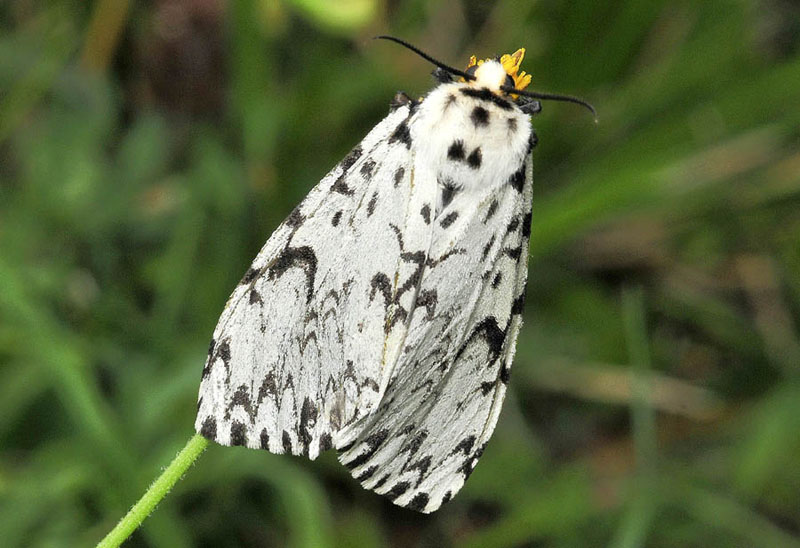 Falene screziate di nero